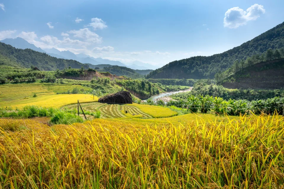 Cân và đóng bao
