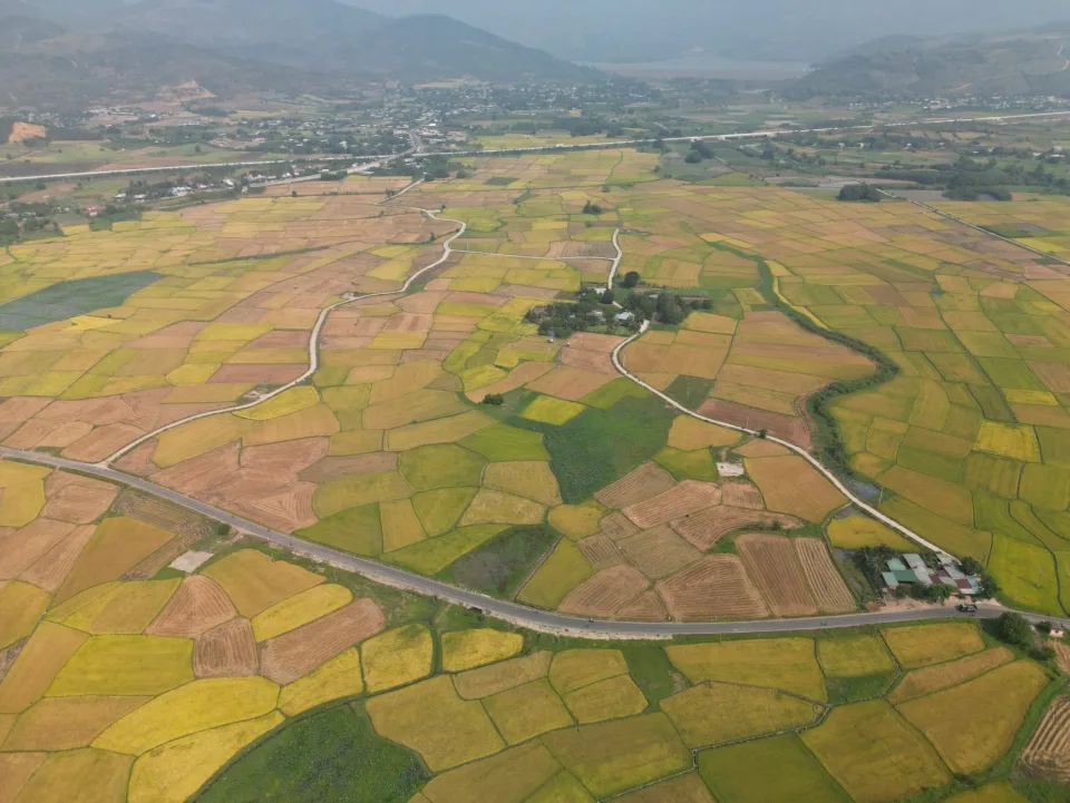 Ruộng lúa chín