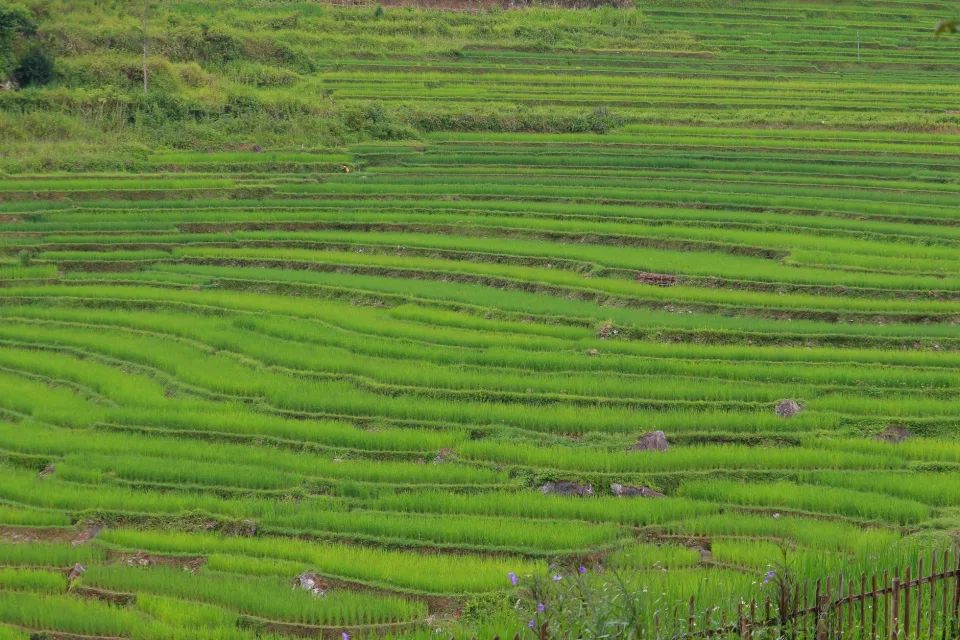 Hạt gạo trong thúng